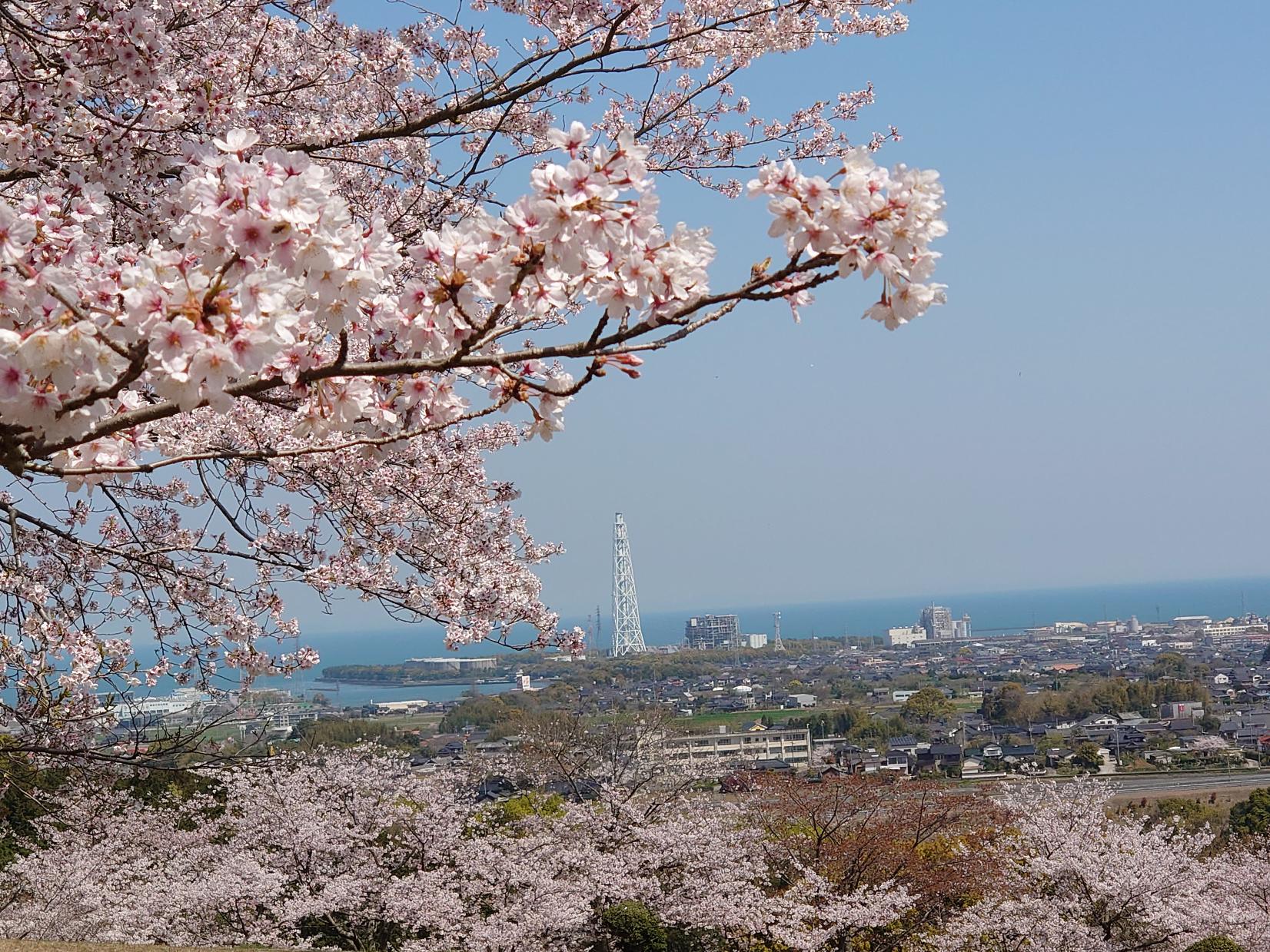 天地山公園の桜