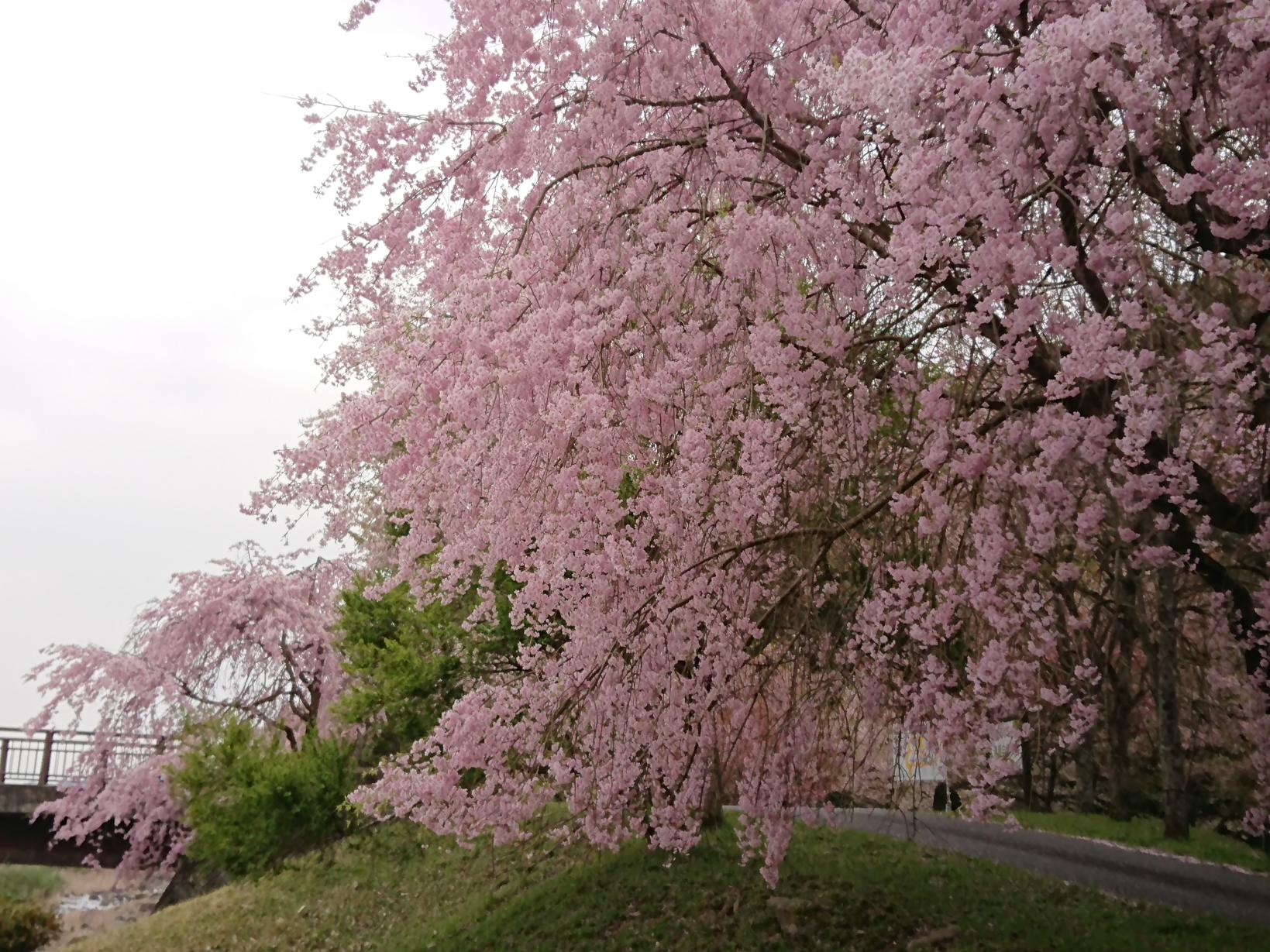 清原自然公園の桜　【豊前市】