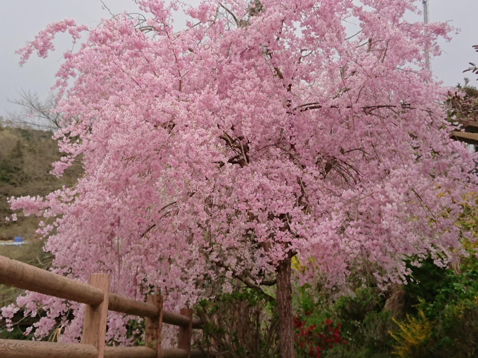 轟フジ農村公園の枝垂れ桜-1