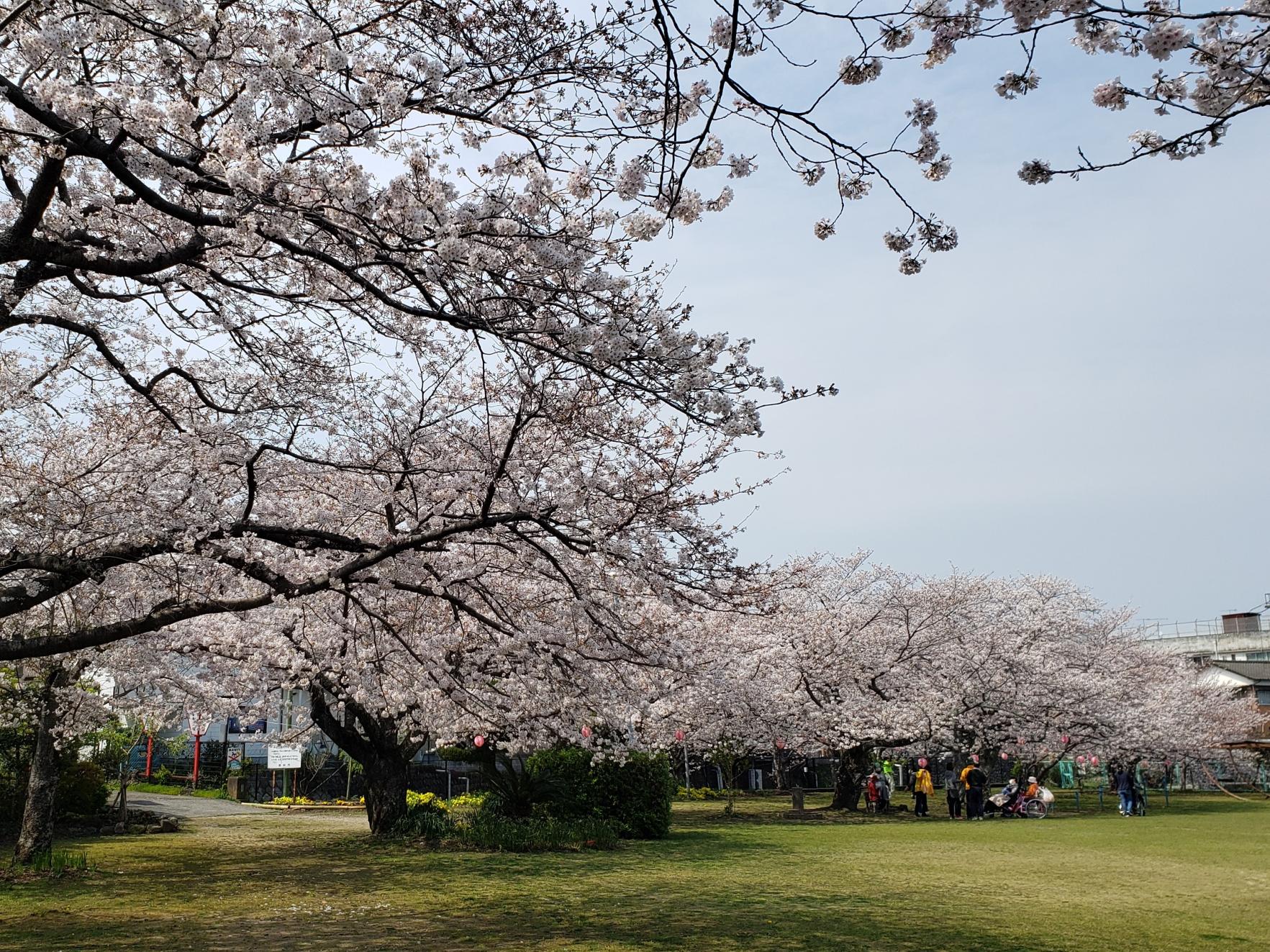 平池公園の桜　【豊前市】