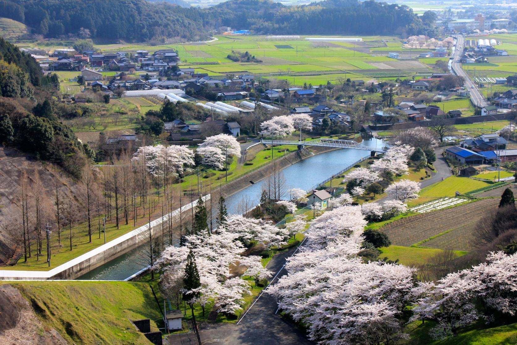 寺内ダム周辺の桜　【朝倉市】