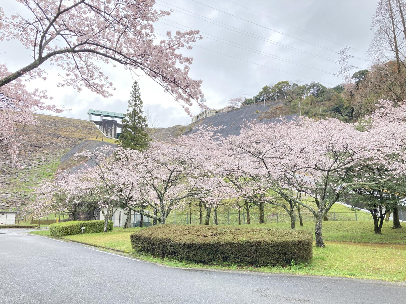 寺内ダム周辺の桜　【朝倉市】-2