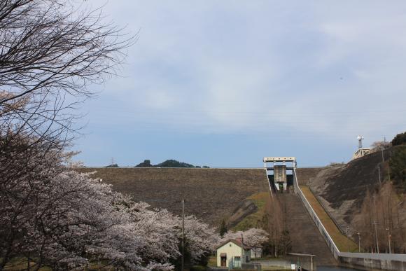 寺内ダム周辺の桜　【朝倉市】-1