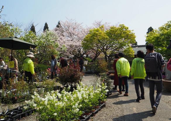 白野江植物公園さくらまつり-1