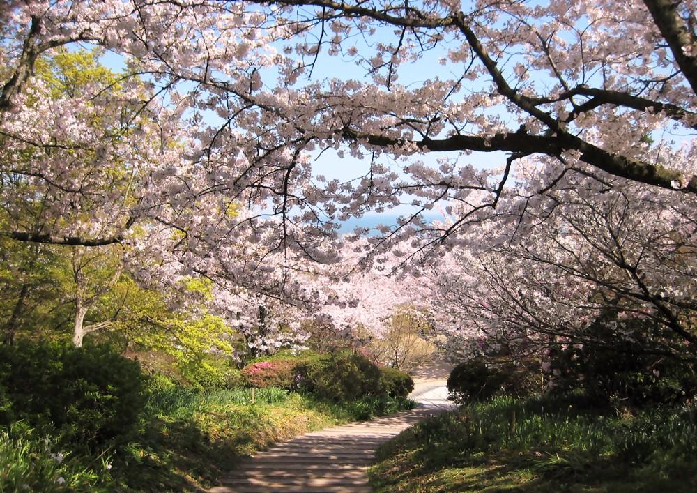 白野江植物公園さくらまつり-1