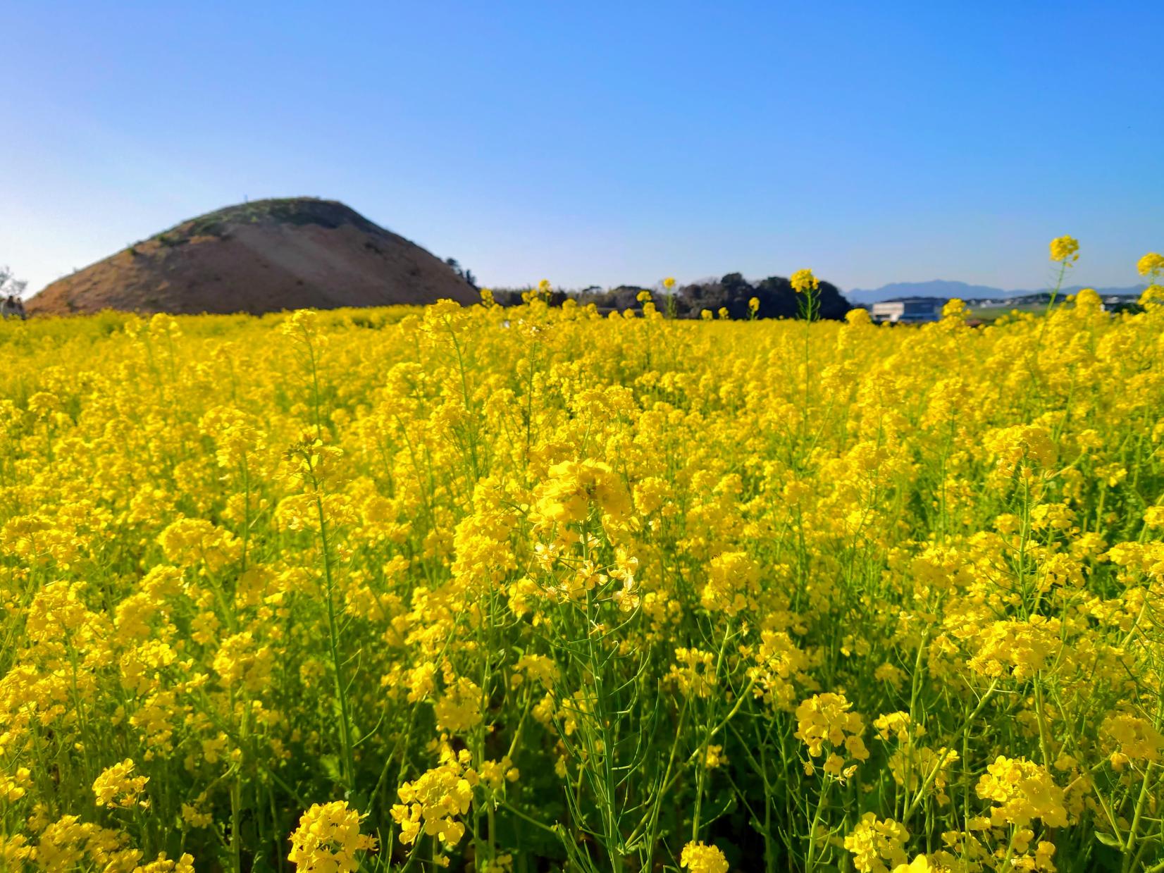 ふくつの古墳まつり-1
