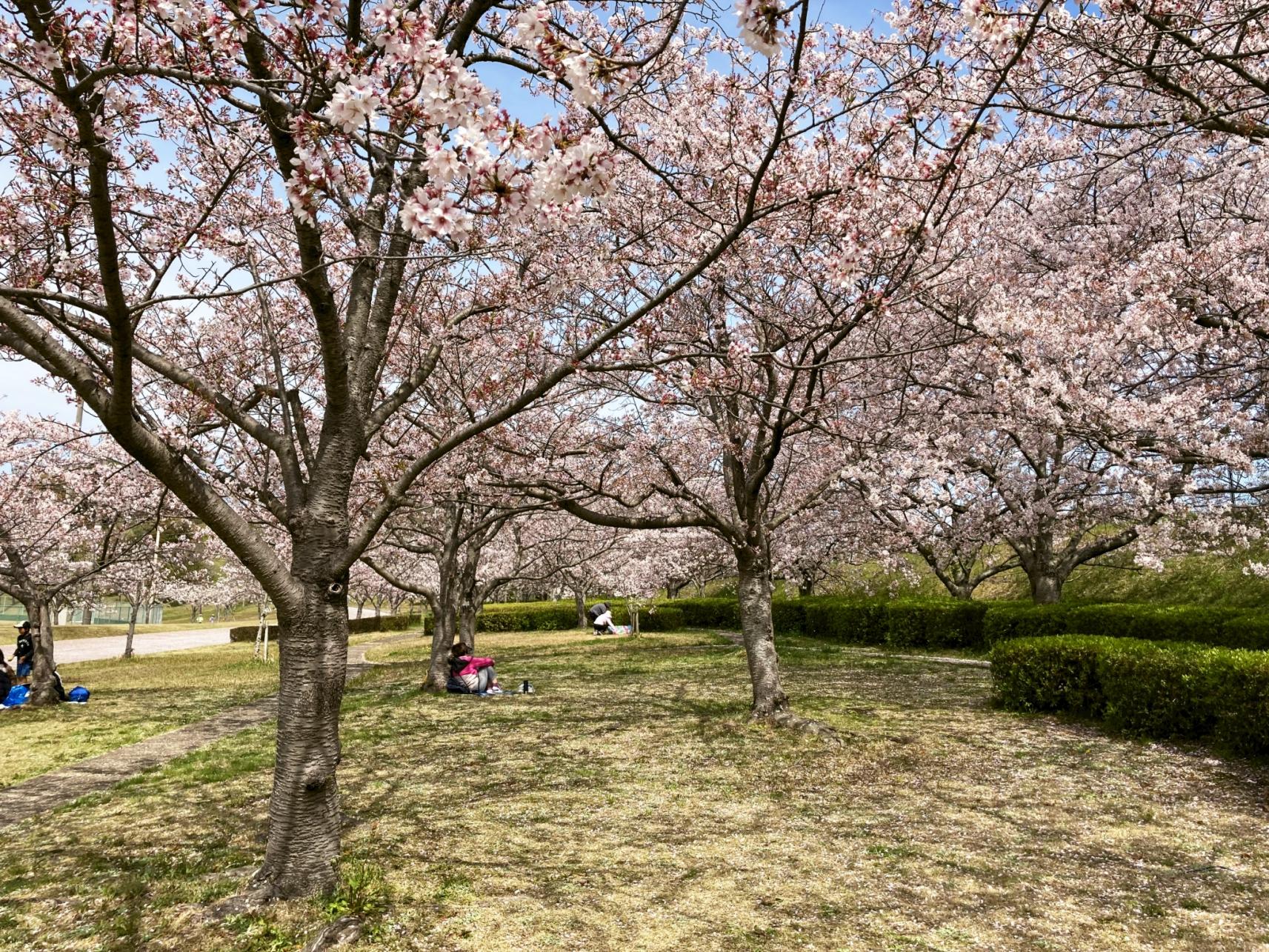 【福津市総合運動公園】なまずの郷の桜-1