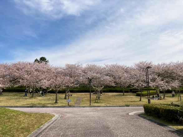 【福津市総合運動公園】なまずの郷の桜-2