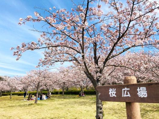 【福津市総合運動公園】なまずの郷の桜-0