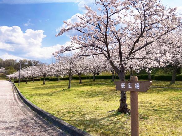 【福津市総合運動公園】なまずの郷の桜-3