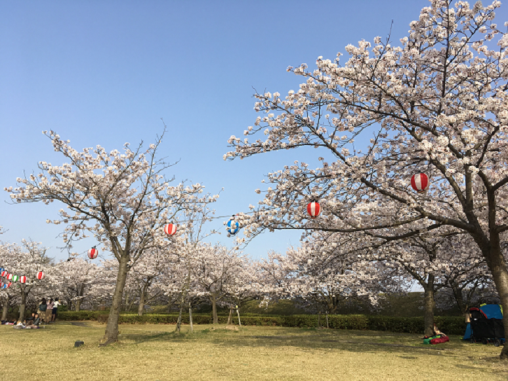 【福津市総合運動公園】なまずの郷の桜-1