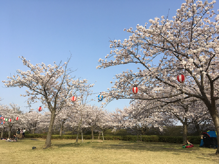 福津市総合運動公園 なまずの郷の桜-1