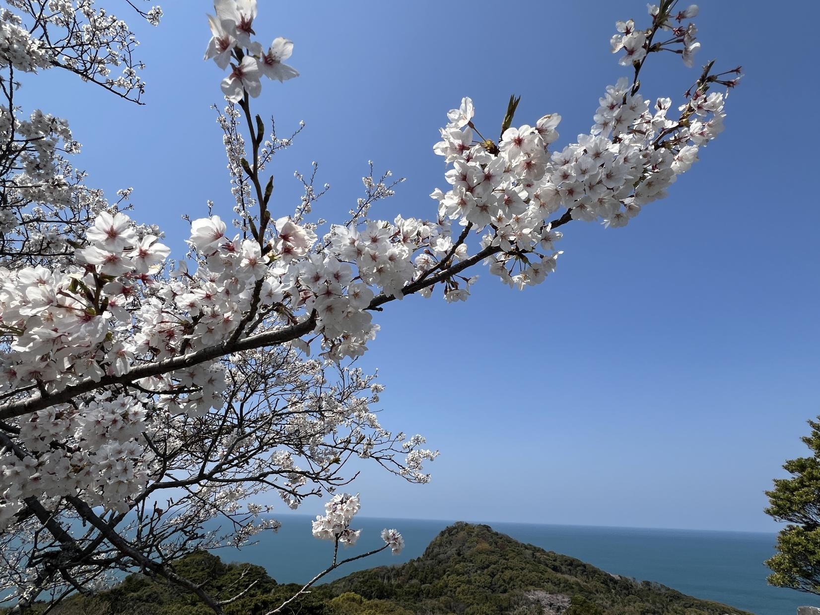 大峰山自然公園の桜-4