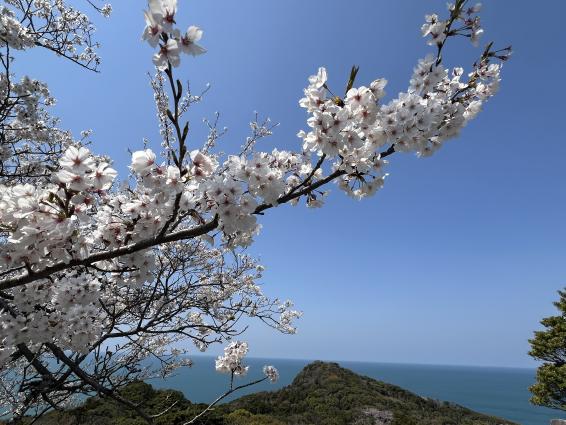 大峰山自然公園の桜-4