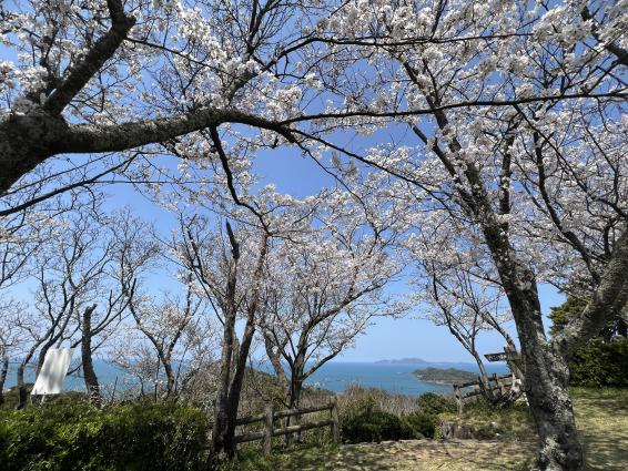 大峰山自然公園の桜-1