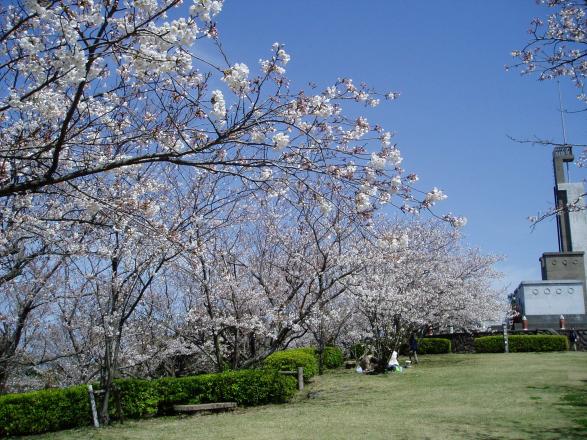 大峰山自然公園の桜-1