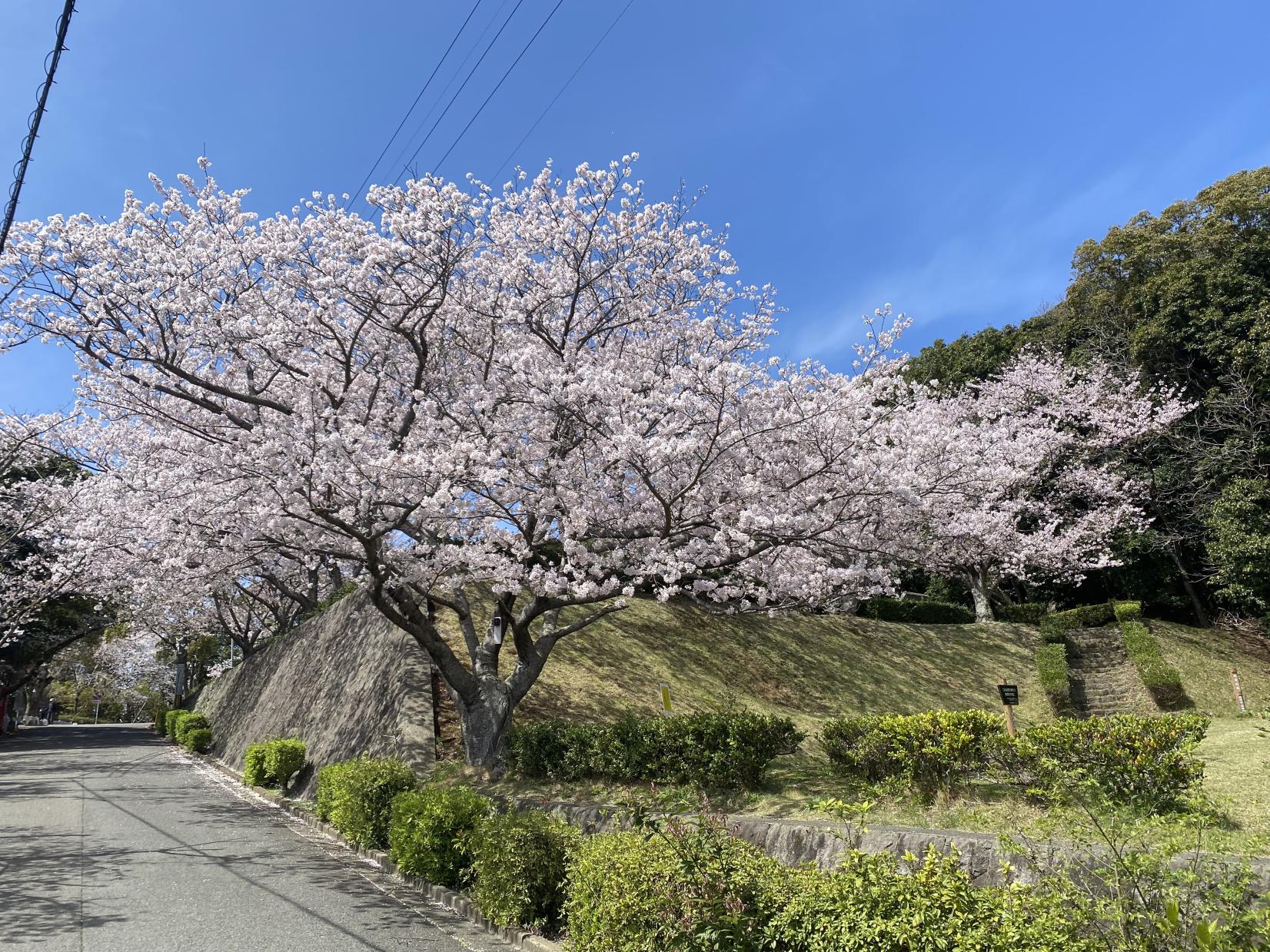 大峰山自然公園の桜-3