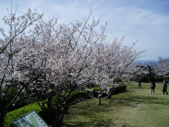 大峰山自然公園の桜-2