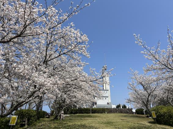 大峰山自然公園の桜-0