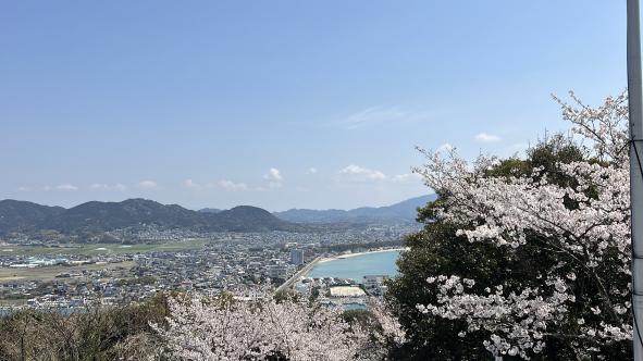 大峰山自然公園の桜-2
