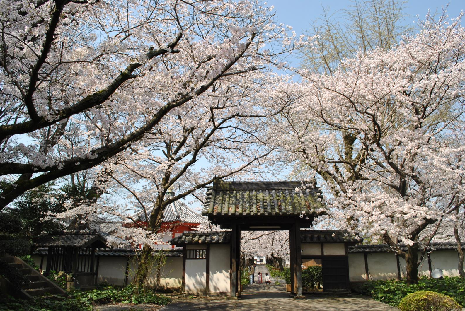 無量寿院の桜