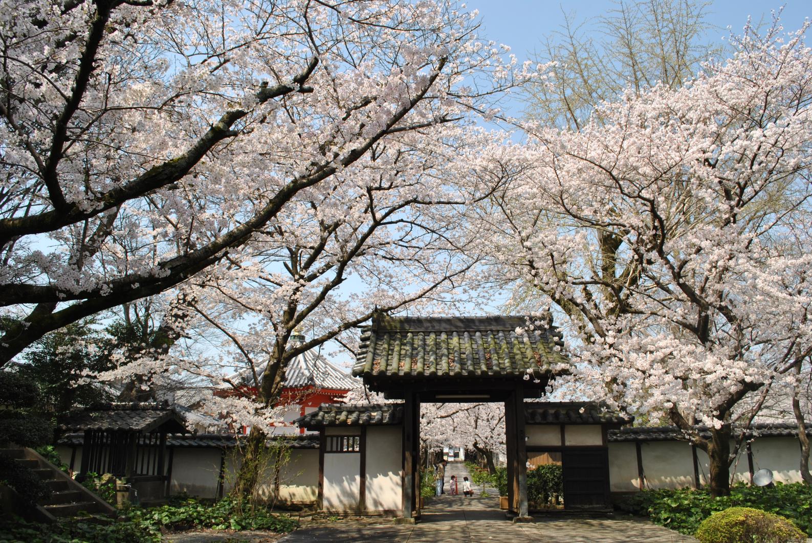 無量寿院の桜-1