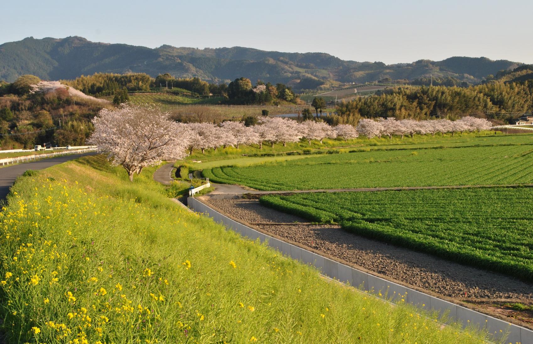 矢部川沿いの桜（八女市）