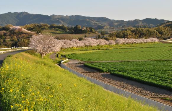 矢部川沿いの桜（八女市）-2