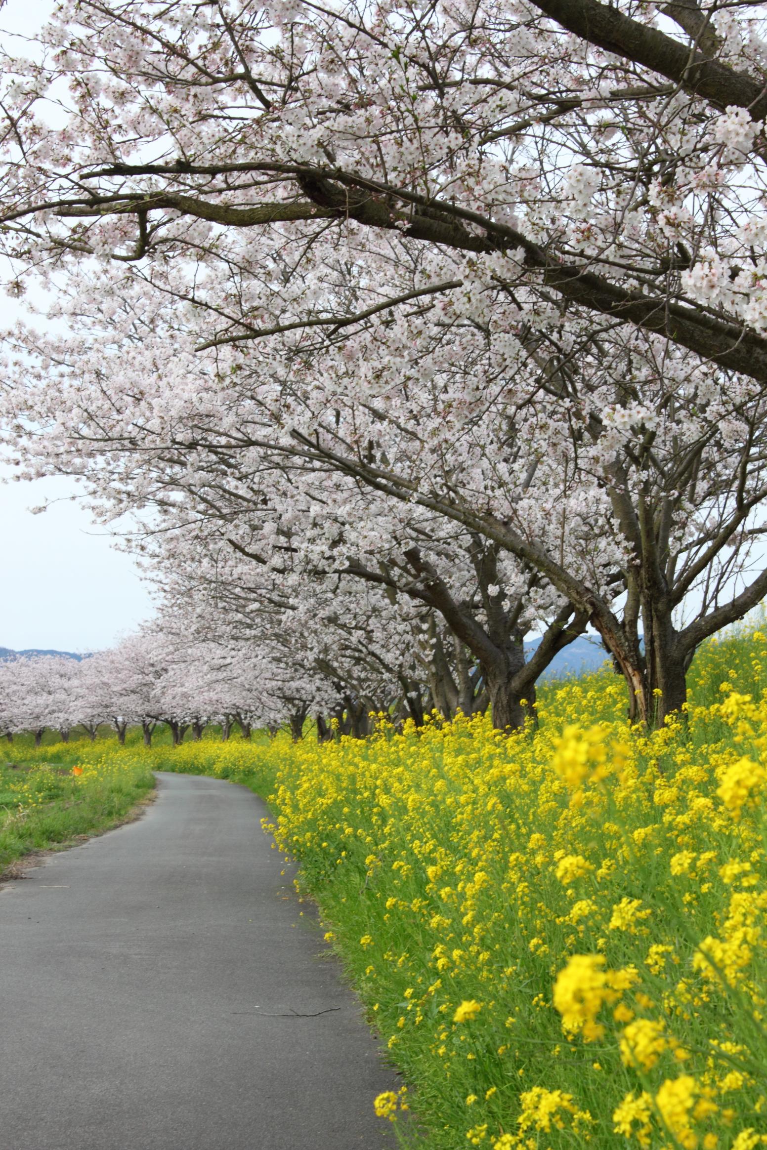 矢部川沿岸（矢部川浪漫街道）