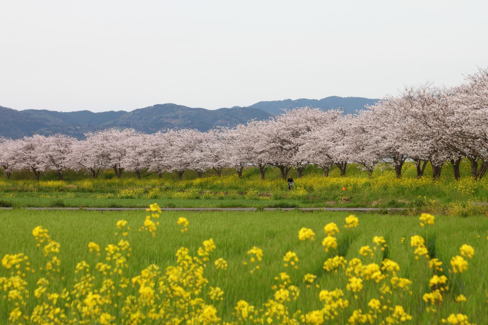 矢部川沿いの桜（八女市）-1