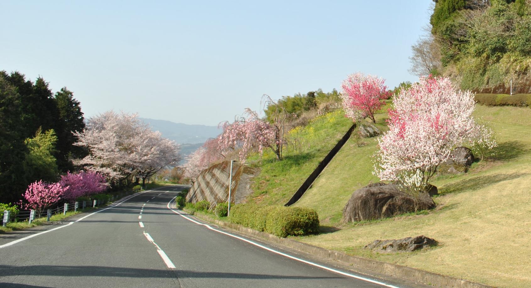 グリーンピア八女の桜-1