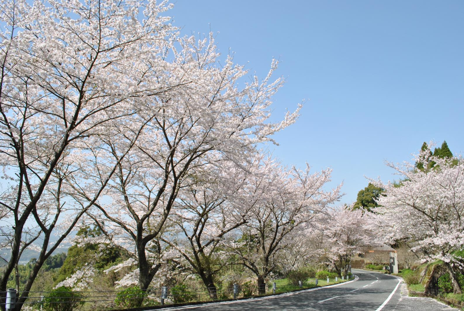 グリーンピア八女の桜