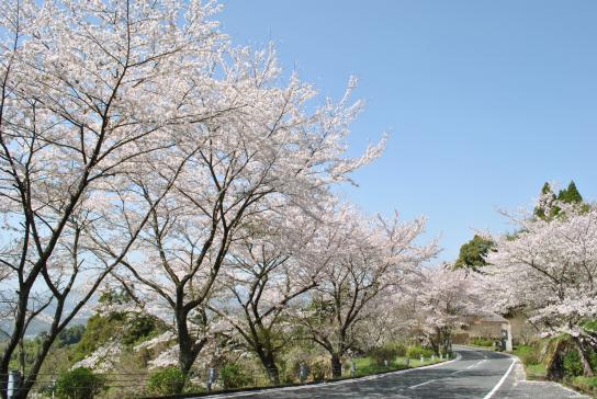 グリーンピア八女の桜-0