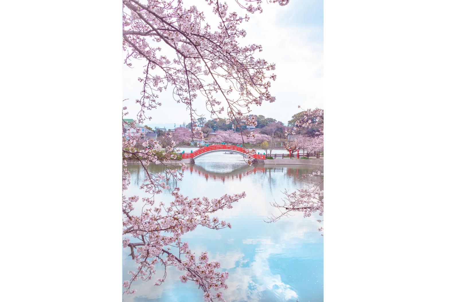 垣生公園の桜　-2
