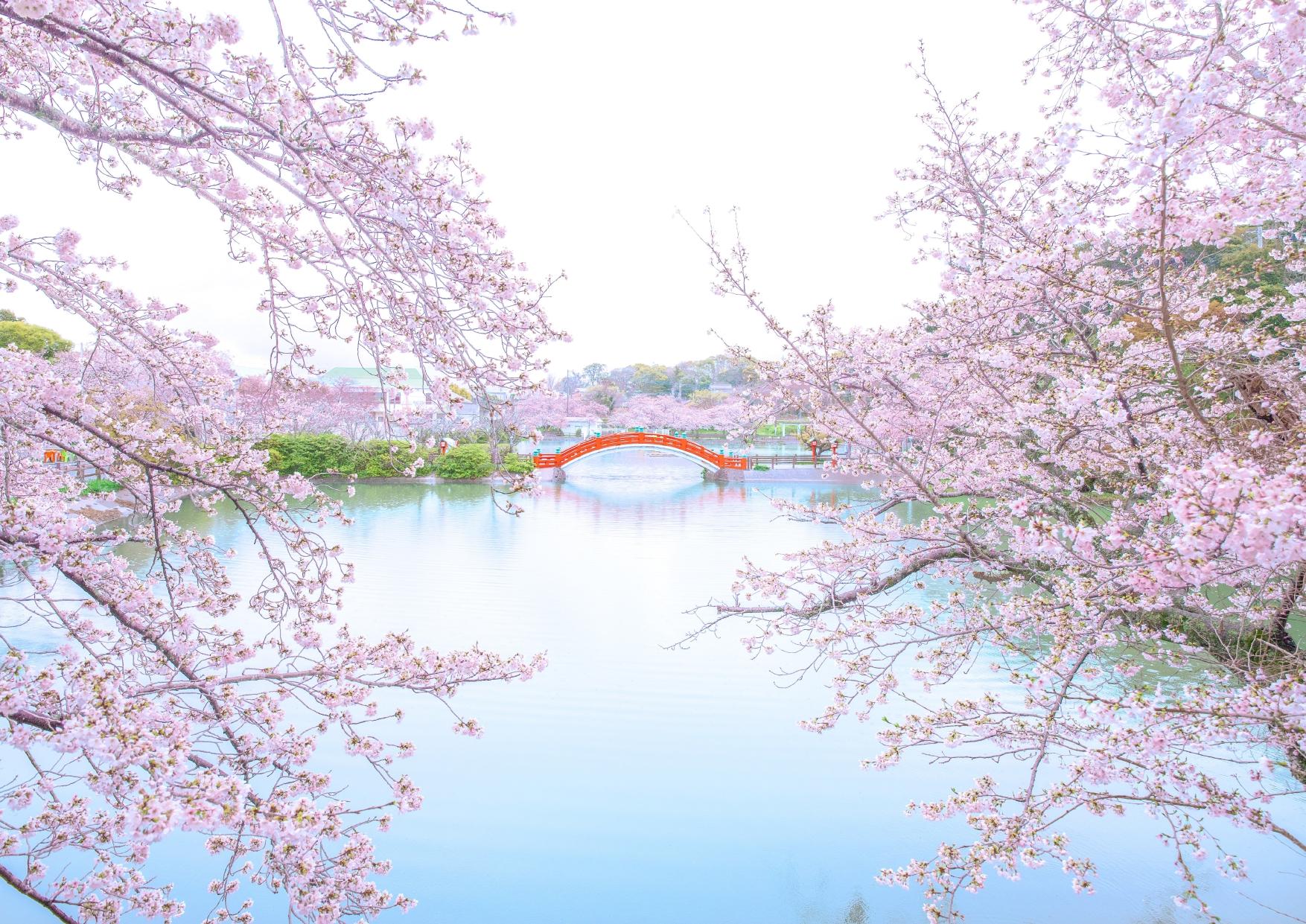 垣生公園の桜　-1