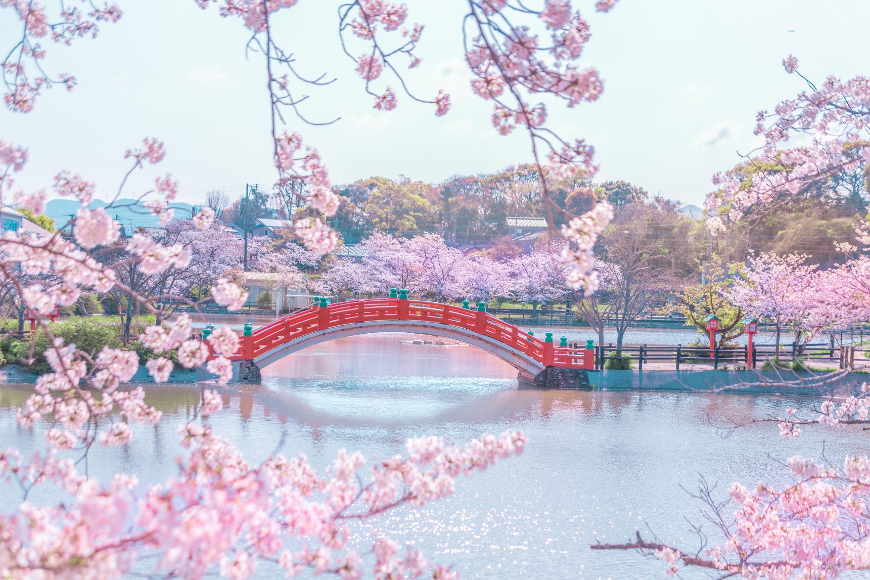 垣生公園の桜　-1