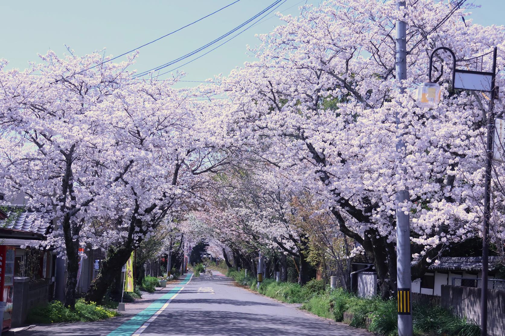 松崎桜の馬場-1