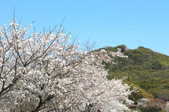 【城山公園】桜-0