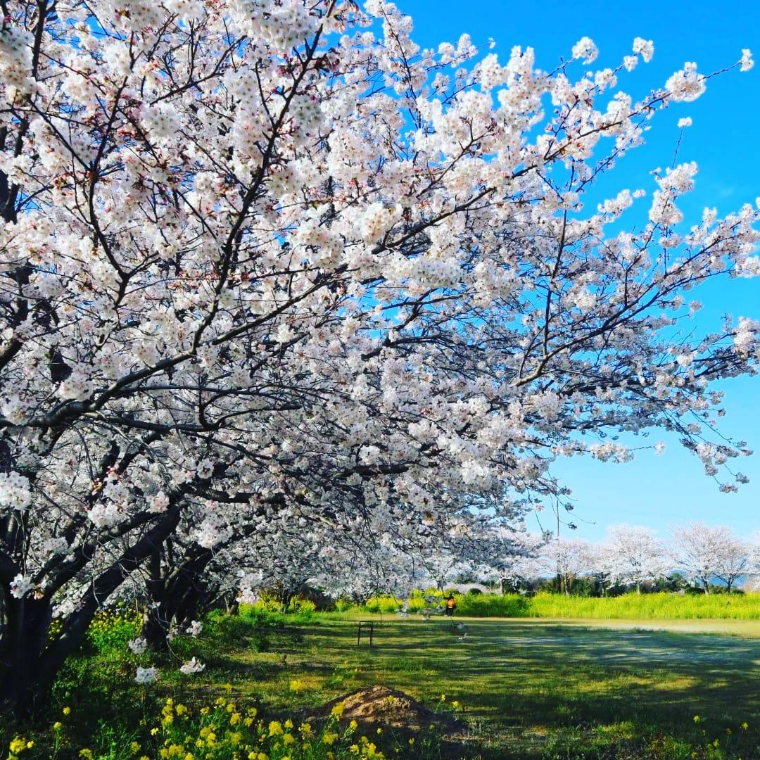 城山公園の桜