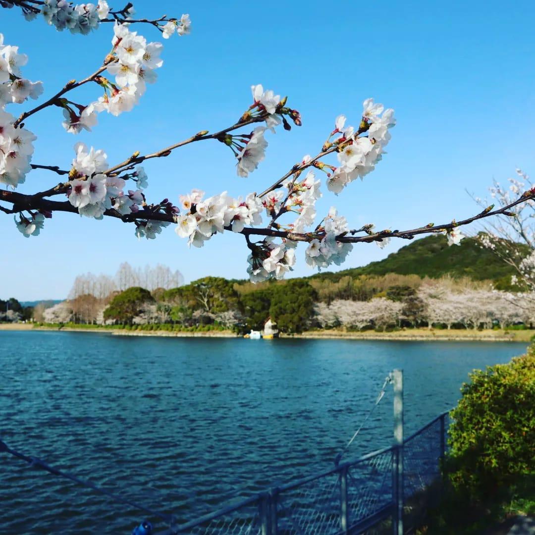 城山公園の桜-2
