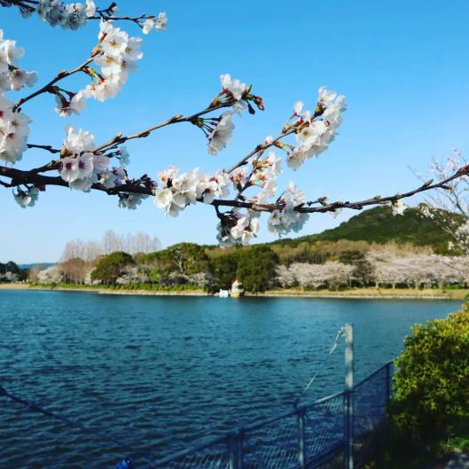 城山公園の桜-2