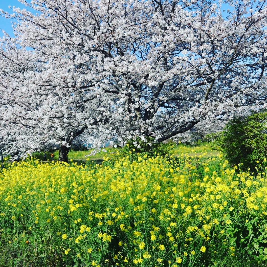 城山公園の桜-3