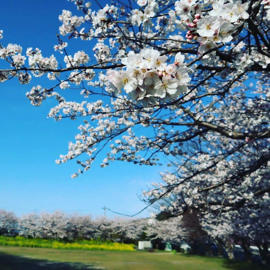 城山公園の桜-1
