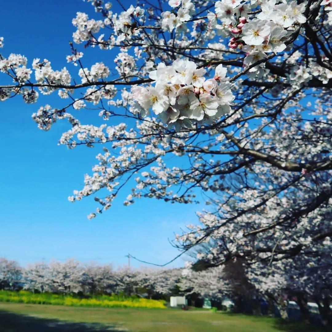 城山公園の桜-1