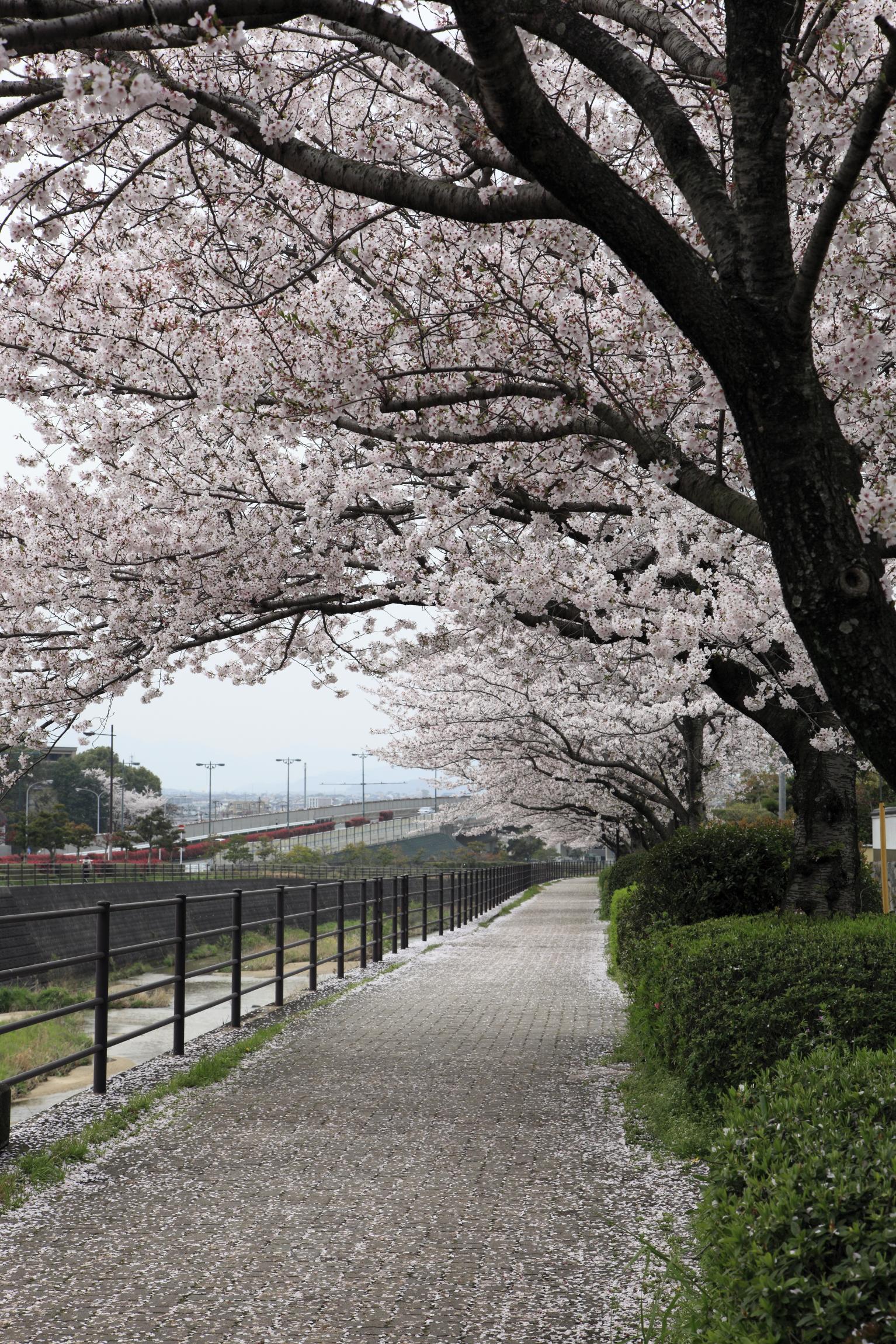 御笠川の桜並木