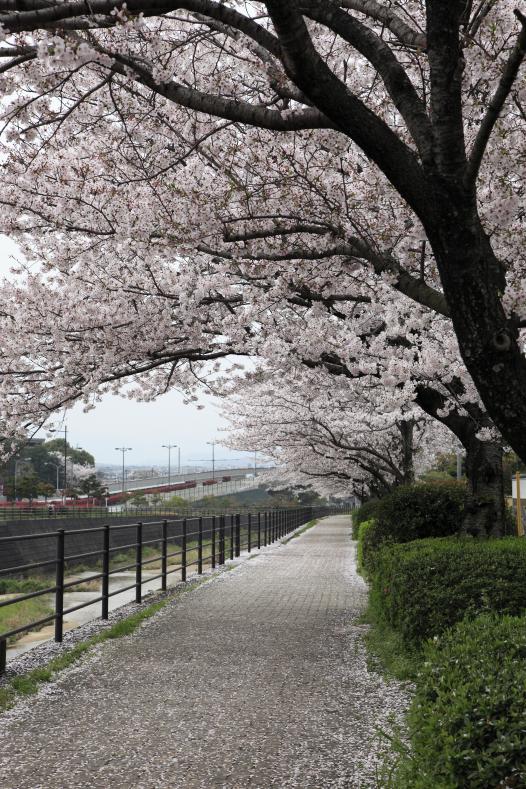 御笠川の桜並木-0