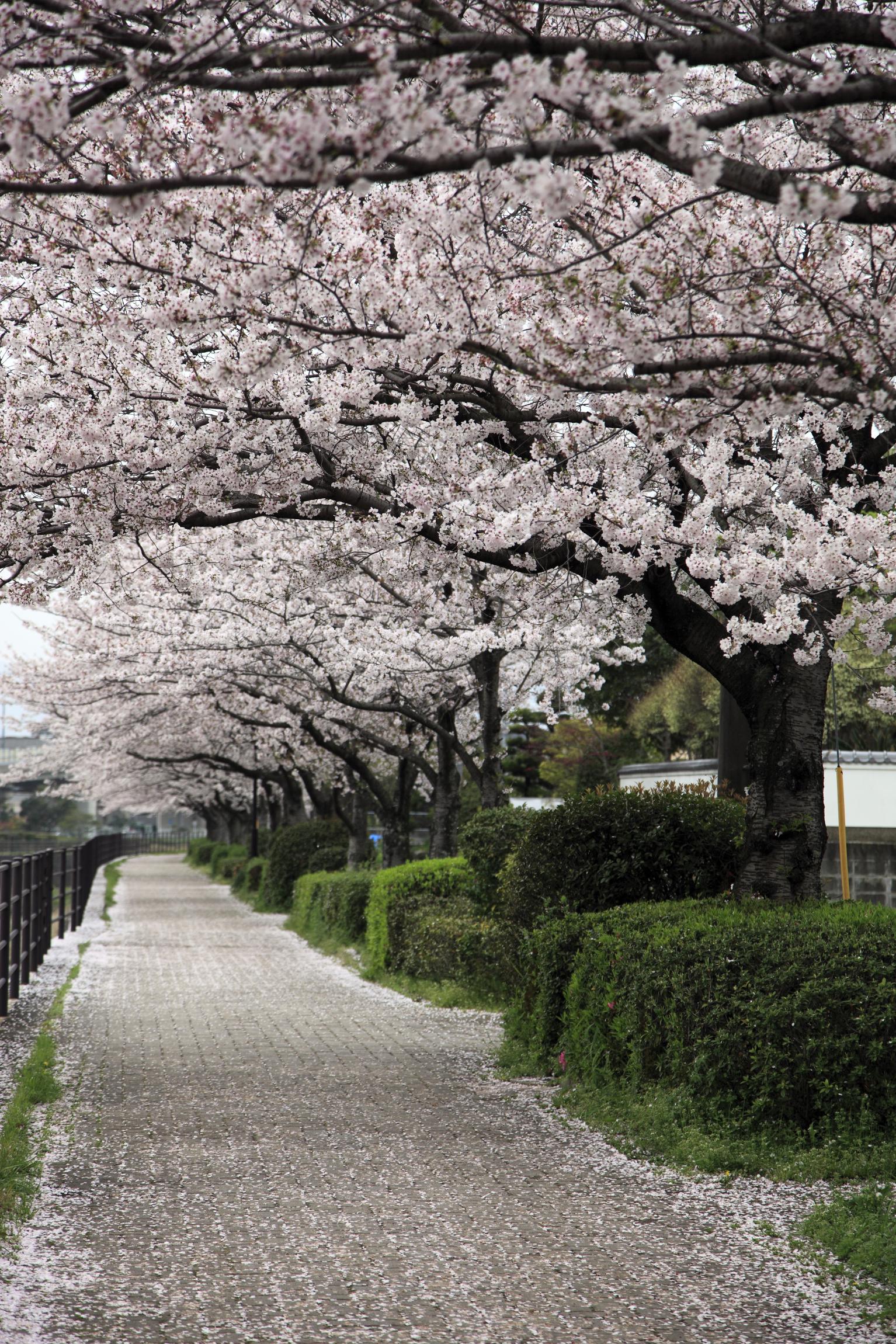 御笠川の桜並木
