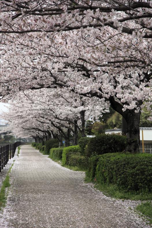 御笠川の桜並木-1