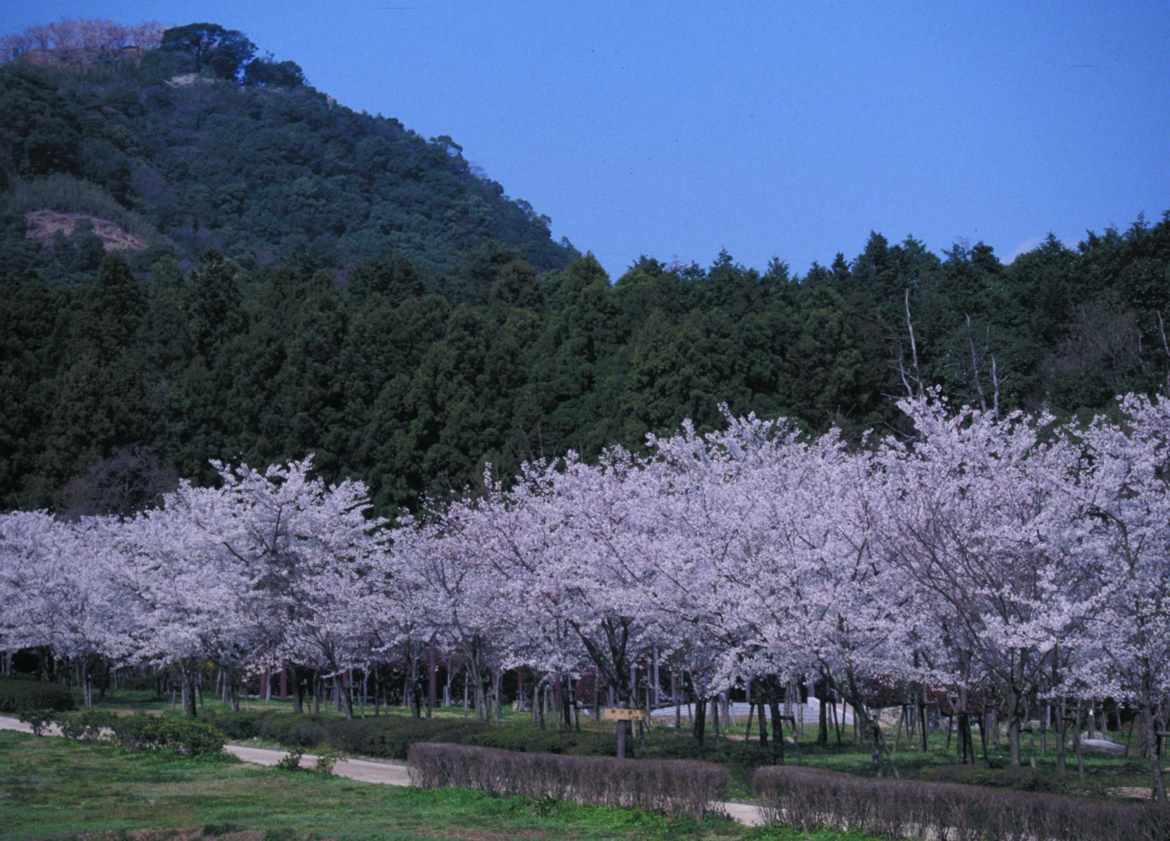 太宰府市民の森の桜