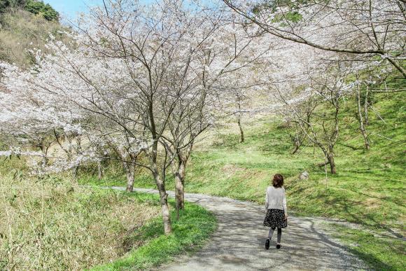 味見峠桜公園 （香春町）-1
